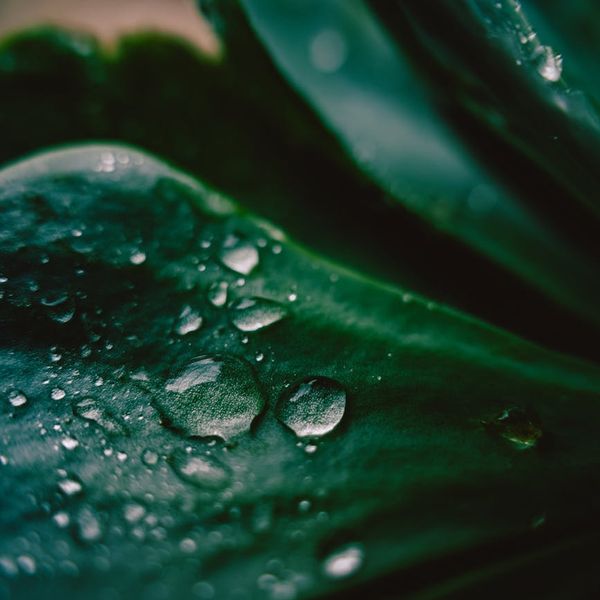 Close up of a smooth stone and a green leaf.