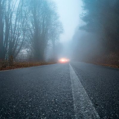 Green forest landscape during a foggy morning.